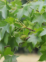 Kugel-Amberbaum 'Gumball'