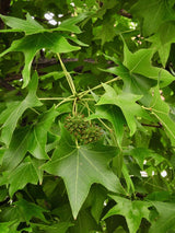 Kugel-Amberbaum 'Gumball'