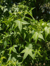 Amerikanischer Amberbaum, Liquidambar styraciflua 'Slender Silhouette' kaufen im Online-Shop der Bohlken Baumschulen