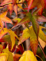 Amerikanischer Amberbaum, Liquidambar styraciflua 'Slender Silhouette' kaufen im Online-Shop der Bohlken Baumschulen