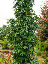 Amerikanischer Amberbaum, Liquidambar styraciflua 'Slender Silhouette' kaufen im Online-Shop der Bohlken Baumschulen