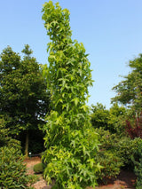 Amerikanischer Amberbaum, Liquidambar styraciflua 'Slender Silhouette' kaufen im Online-Shop der Bohlken Baumschulen
