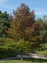 Artikelbild für Amberbaum Liquidambar styraciflua 'Worplesdon' im Online-Shop der Bohlken Baumschulen
