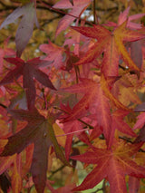 Artikelbild für Amberbaum Liquidambar styraciflua 'Worplesdon' im Online-Shop der Bohlken Baumschulen