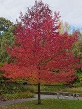 Artikelbild für Amberbaum Liquidambar styraciflua 'Worplesdon' im Online-Shop der Bohlken Baumschulen