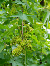 Artikelbild für Amberbaum Liquidambar styraciflua 'Worplesdon' im Online-Shop der Bohlken Baumschulen