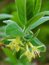 Sibirische Blaubeere, Honigbeere, Lonicera kamtschatica 'MyBerry ® Sweet' kaufen im Online-Shop der Bohlken Baumschulen