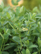 Sibirische Blaubeere, Honigbeere, Lonicera kamtschatica 'MyBerry ® Sweet' kaufen im Online-Shop der Bohlken Baumschulen