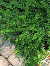 Heckenmyrthe, Lonicera nitida 'Maigrün' kaufen im Online-Shop der Bohlken Baumschulen