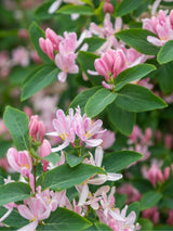 Artikelbild für Tatarische Heckenkirsche Lonicera tatarica im Onlineshop der Bohlken Baumschulen