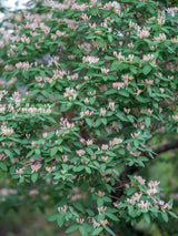 Artikelbild für Tatarische Heckenkirsche Lonicera tatarica im Onlineshop der Bohlken Baumschulen