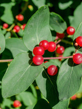 Artikelbild für Tatarische Heckenkirsche Lonicera tatarica im Onlineshop der Bohlken Baumschulen