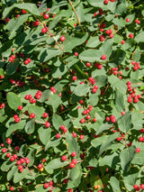 Artikelbild für Tatarische Heckenkirsche Lonicera tatarica im Onlineshop der Bohlken Baumschulen