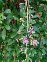 Gojibeere, Bocksdorn, Lycium barbarum 'Sweet Lifeberry' ® kaufen im Online-Shop der Bohlken Baumschulen