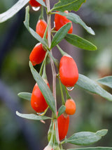 Gojibeere, Bocksdorn, Lycium barbarum 'Sweet Lifeberry' ® kaufen im Online-Shop der Bohlken Baumschulen