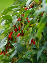 Gojibeere, Bocksdorn, Lycium barbarum 'Sweet Lifeberry' ® kaufen im Online-Shop der Bohlken Baumschulen