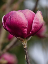 Magnolia 'Black Tulip', Magnolie 'Black Tulip' im Onlineshop der Bohlken Baumschulen