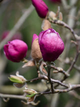 Magnolia 'Black Tulip', Magnolie 'Black Tulip' im Onlineshop der Bohlken Baumschulen