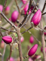 Magnolia 'Black Tulip', Magnolie 'Black Tulip' im Onlineshop der Bohlken Baumschulen