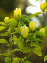 Magnolie, Magnolia 'Daphne' kaufen im Online-Shop der Bohlken Baumschulen