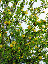 Magnolie, Magnolia 'Daphne' kaufen im Online-Shop der Bohlken Baumschulen