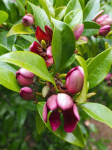 Magnolia figo 'Stellar Ruby', Michelia figo, Bananenstrauch Magnolie 'Stellar Ruby' im Onlineshop der Bohlken Baumschulen