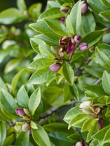 Magnolia figo 'Stellar Ruby', Michelia figo, Bananenstrauch Magnolie 'Stellar Ruby' im Onlineshop der Bohlken Baumschulen