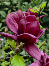 Tulpen-Magnolie, Magnolia 'Genie' ® kaufen im Online-Shop der Bohlken Baumschulen