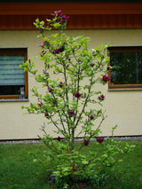 Tulpen-Magnolie, Magnolia 'Genie' ® kaufen im Online-Shop der Bohlken Baumschulen