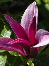 Purpur-Magnolie 'Nigra, Magnolia liliiflora 'Nigra' kaufen im Online-Shop der Bohlken-Baumschulen