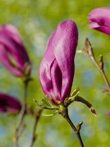 Purpur-Magnolie 'Nigra'