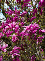 Purpur-Magnolie 'Nigra, Magnolia liliiflora 'Nigra' kaufen im Online-Shop der Bohlken-Baumschulen