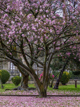 Tulpen-Magnolie, Magnolia x soulangiana kaufen im Online-Shop der Bohlken Baumschulen