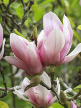 Tulpen-Magnolie, Magnolia x soulangiana kaufen im Online-Shop der Bohlken Baumschulen
