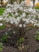 Sternmagnolie, Magnolia stellata kaufen im Online-Shop der Bohlken Baumschulen