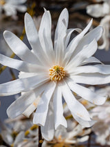 Sternmagnolie, Magnolia stellata kaufen im Online-Shop der Bohlken Baumschulen