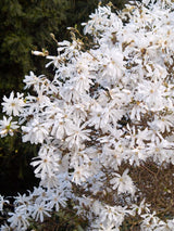 Sternmagnolie, Magnolia stellata kaufen im Online-Shop der Bohlken Baumschulen