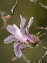 Stern-Magnolie 'Rosea', Magnolia stellata 'Rosea' kaufen im Online-Shop der Bohlken Baumschulen