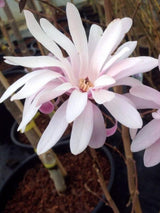 Stern-Magnolie 'Rosea', Magnolia stellata 'Rosea' kaufen im Online-Shop der Bohlken Baumschulen