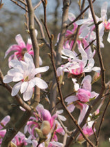 Stern-Magnolie 'Rosea', Magnolia stellata 'Rosea' kaufen im Online-Shop der Bohlken Baumschulen