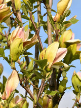 Magnolie, Magnolia 'Sunsation' kaufen im Online-Shop der Bohlken Baumschulen