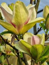 Magnolie, Magnolia 'Sunsation' kaufen im Online-Shop der Bohlken Baumschulen