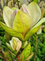 Magnolie, Magnolia 'Sunsation' kaufen im Online-Shop der Bohlken Baumschulen