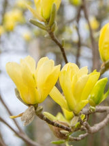 Tulpen-Magnolie, Magnolia 'Yellow River' kaufen im Online-Shop der Bohlken Baumschulen