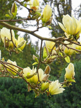 Tulpen-Magnolie, Magnolia 'Yellow River' kaufen im Online-Shop der Bohlken Baumschulen