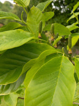 Tulpen-Magnolie, Magnolia 'Yellow River' kaufen im Online-Shop der Bohlken Baumschulen