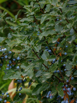 Gewöhnliche Mahonie, Mahonia aquifolium kaufen im Online-Shop der Bohlken Baumschulen