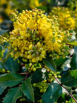 Gewöhnliche Mahonie, Mahonia aquifolium kaufen im Online-Shop der Bohlken Baumschulen
