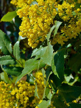 Gewöhnliche Mahonie, Mahonia aquifolium kaufen im Online-Shop der Bohlken Baumschulen