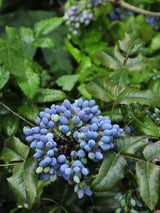 Gewöhnliche Mahonie, Mahonia aquifolium kaufen im Online-Shop der Bohlken Baumschulen